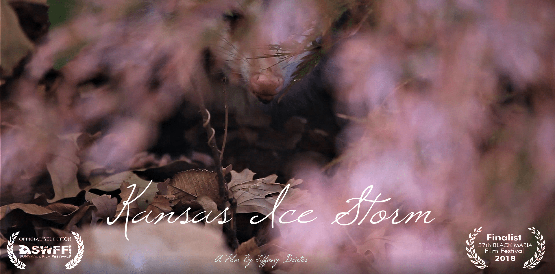 Kansas Ice Storm.jpg