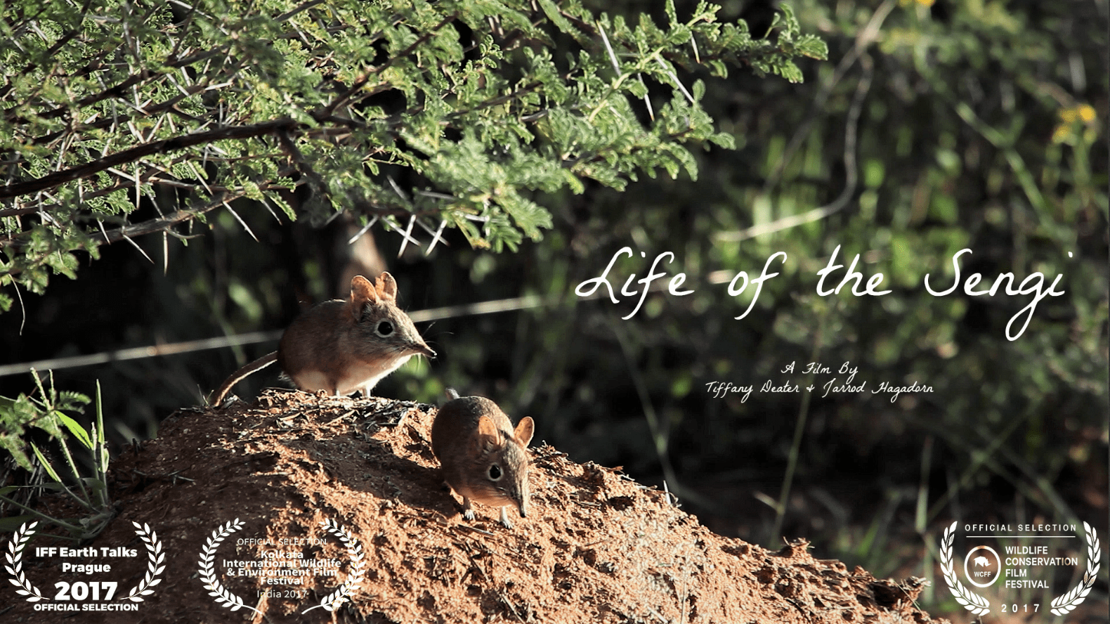 Life of the Sengi Poster