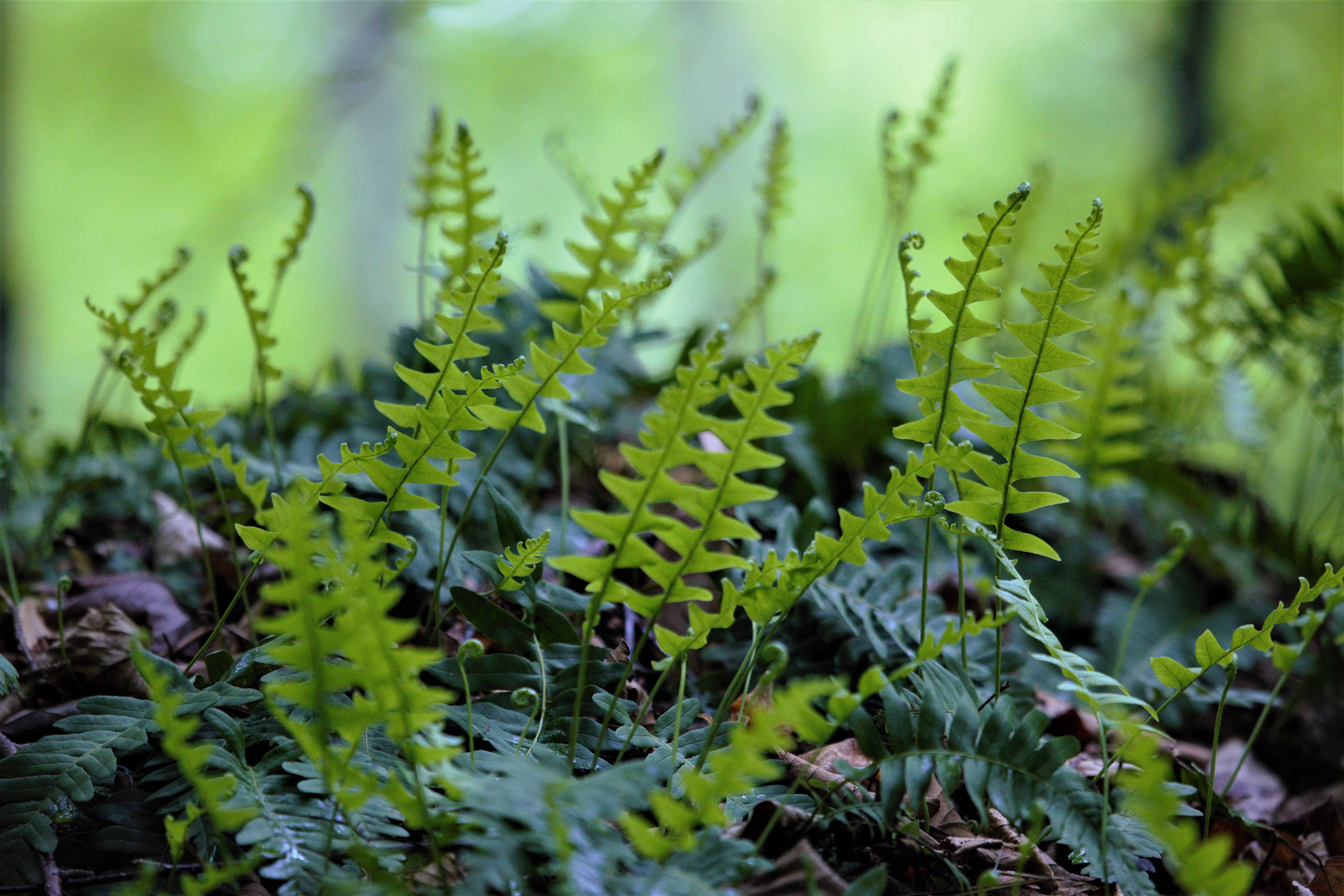 Still from Into the Woods (3)