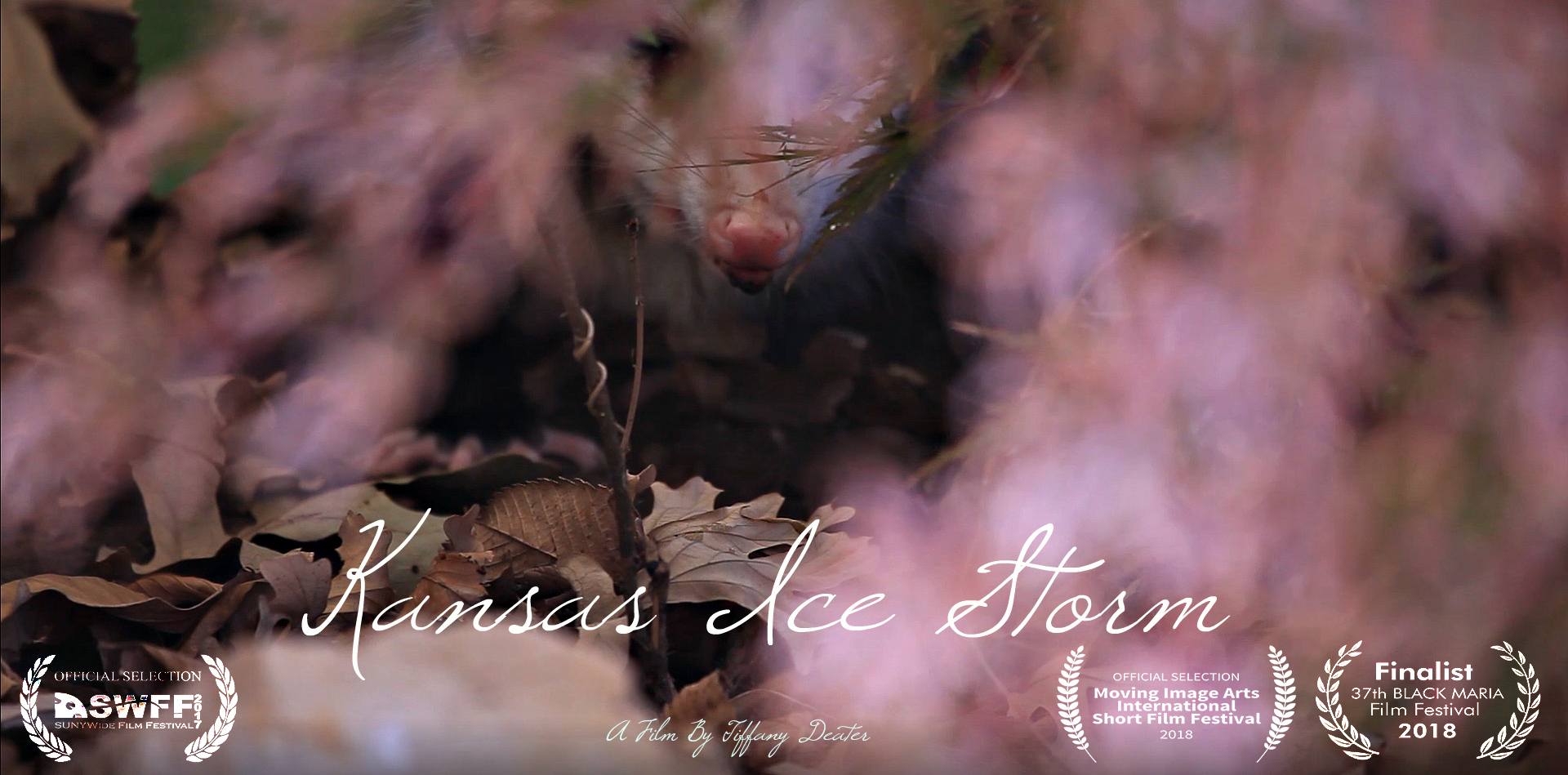 Kansas Ice Storm 2.png