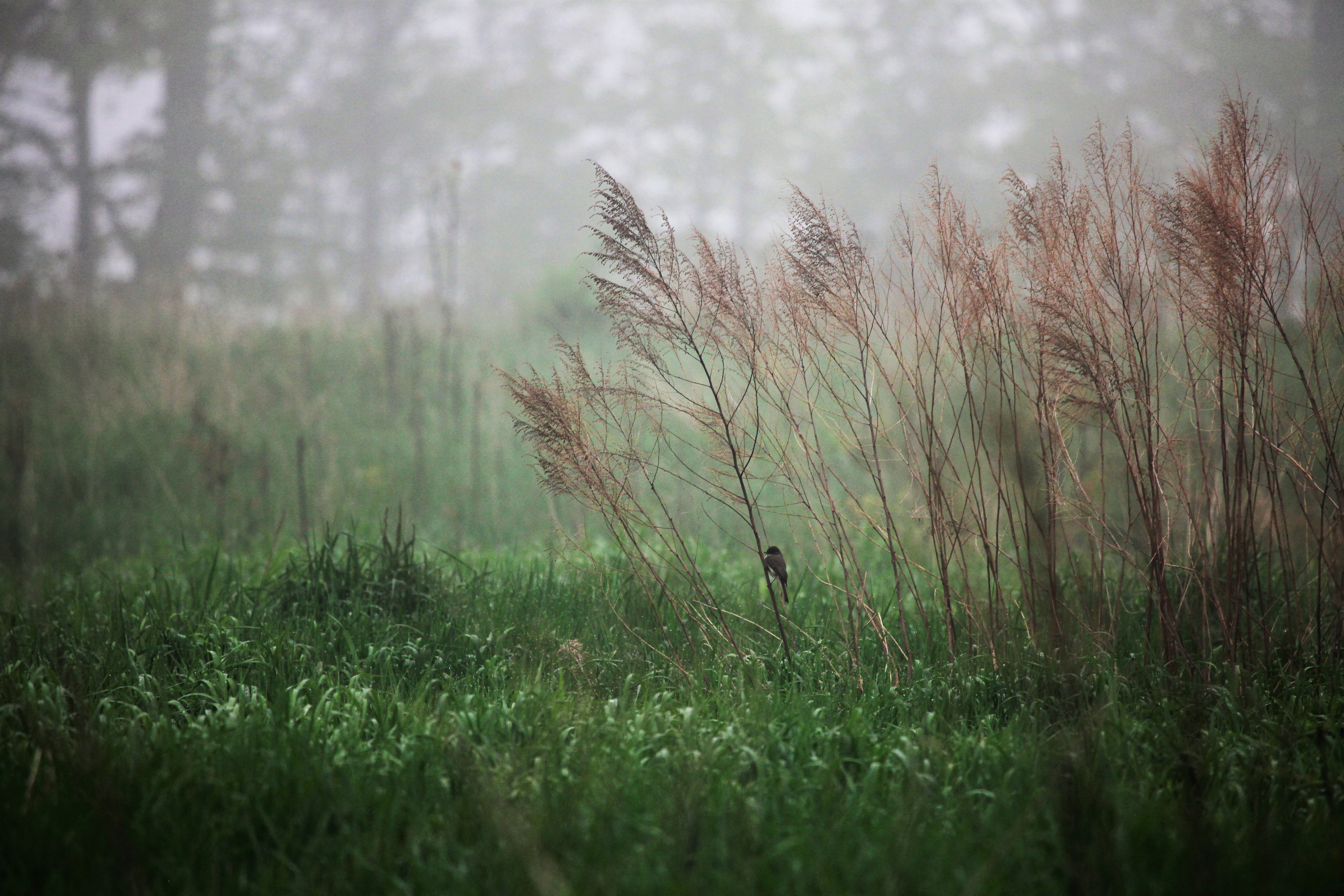 Bird in the mist.jpg