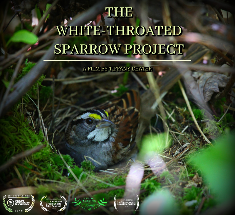 White Throated Sparrow Poster