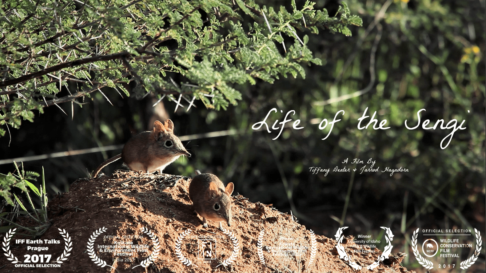 Life of the Sengi Poster.png